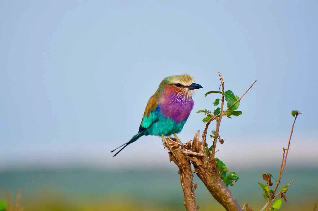 Lilac Breasted Roller